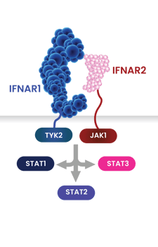 IFNAR Receptors-1